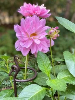 Arden Single Stem Supports, Set Of 2 7 Arden Single Stem Supports, Set Of 2 -Outdoor Garden Care Shop 8610375 5703 tif