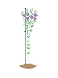 Peacock Mini Plant Support Rings 4", Set Of 2 -Outdoor Garden Care Shop 8610386 peacock4x36