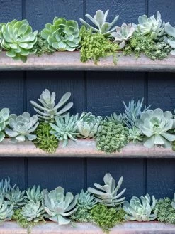 3-Tier Vertical Wall Planter, 3' 9 3-Tier Vertical Wall Planter, 3' -Outdoor Garden Care Shop 8611013 055 tif