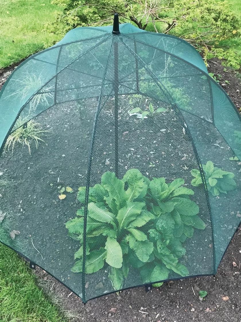 GardenSkill Pop N Crop Plant Umbrella 1 GardenSkill Pop N Crop Plant Umbrella