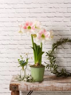 Star Potted Amaryllis -Outdoor Garden Care Shop 8611499 2022 rosystar rosy star potted amaryllis