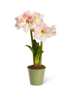 Star Potted Amaryllis -Outdoor Garden Care Shop 8611499 2022 rosystar silo rosy star potted amaryllis