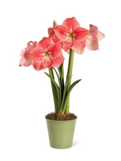 Star Potted Amaryllis -Outdoor Garden Care Shop 8611500 2022 sweetstar silo sweet star potted amaryllis