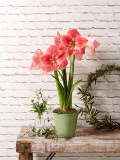 Star Potted Amaryllis -Outdoor Garden Care Shop 8611500 2022 sweetstar sweet star potted amaryllis