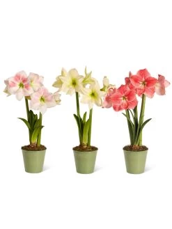 Star Potted Amaryllis -Outdoor Garden Care Shop 8611508 2022 starpotted silo