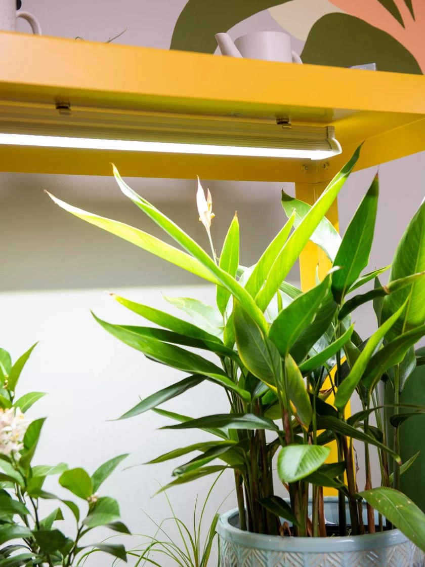 Mobile LED Grow Light Cart 2 Mobile LED Grow Light Cart - Image 2