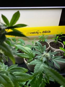 Catchy Natural Greenhouse Pest Protection Sticky Roll, 30’ -Outdoor Garden Care Shop 8611979 8004