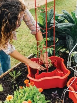 Deluxe Tomato Halos, Set Of 2 12 Deluxe Tomato Halos, Set Of 2 -Outdoor Garden Care Shop 8612045 135 tif