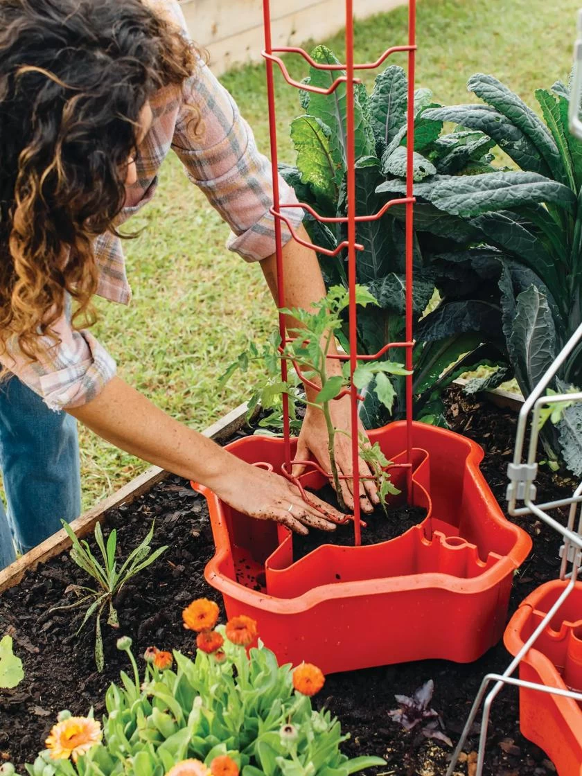 Deluxe Tomato Halos, Set Of 2 3 Deluxe Tomato Halos, Set Of 2 - Image 3
