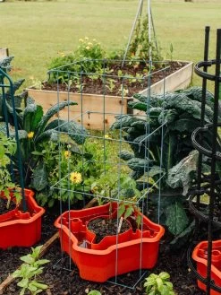 Deluxe Tomato Halos, Set Of 2 15 Deluxe Tomato Halos, Set Of 2 -Outdoor Garden Care Shop 8612045 226 tif