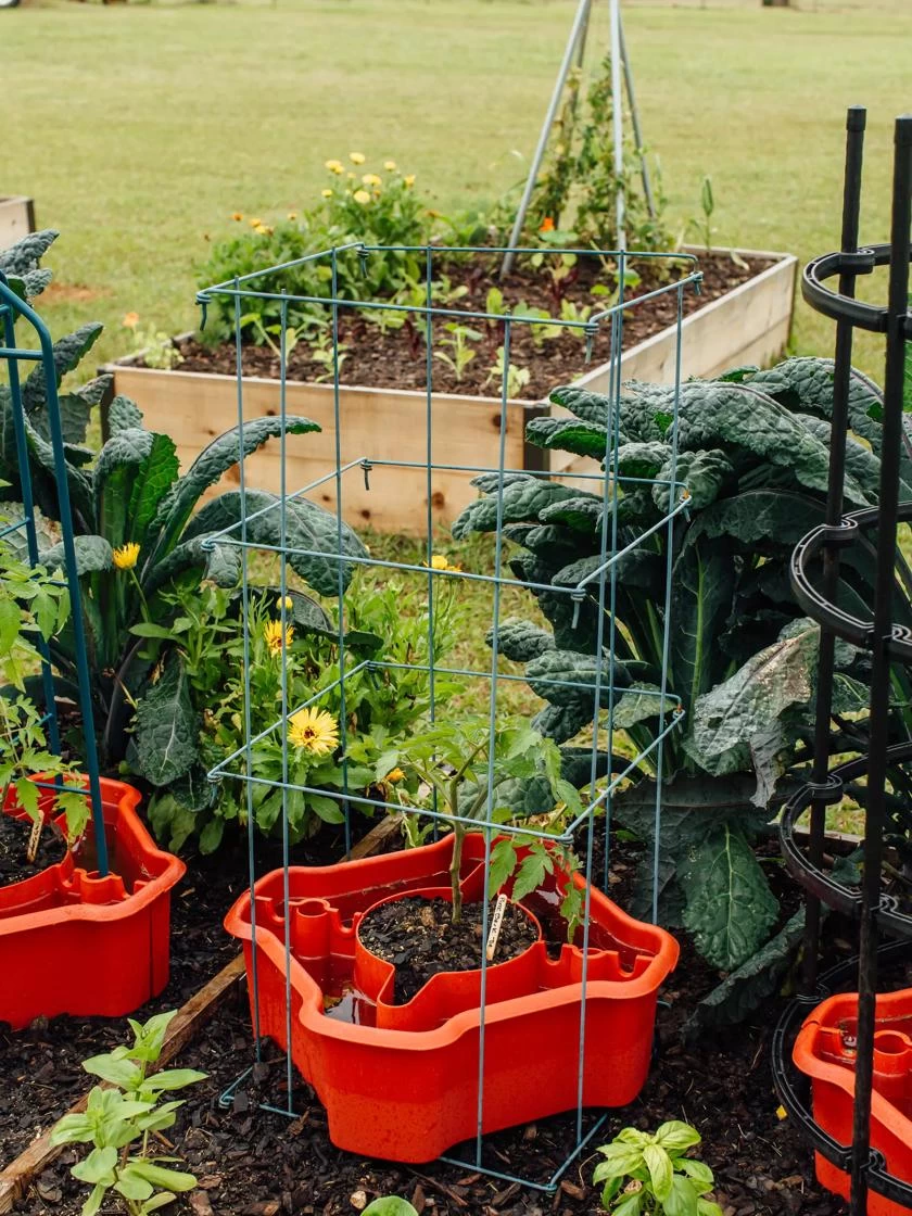 Deluxe Tomato Halos, Set Of 2 6 Deluxe Tomato Halos, Set Of 2 - Image 6