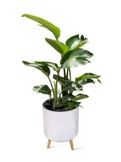 Ava Self-Watering Round Planter 10 Ava Self-Watering Round Planter -Outdoor Garden Care Shop 8612692 0002