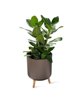 Ava Self-Watering Round Planter 11 Ava Self-Watering Round Planter -Outdoor Garden Care Shop 8612692 0003