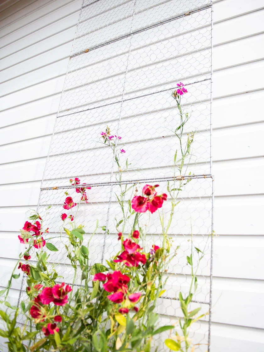 Chicken Wire Wall Trellis 1 Chicken Wire Wall Trellis