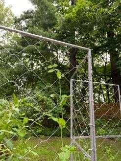 Chicken Wire Pea Trellis -Outdoor Garden Care Shop 8612718 7302