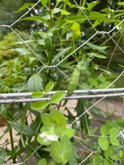 Chicken Wire Pea Trellis -Outdoor Garden Care Shop 8612718 7307