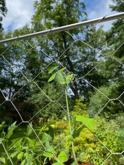 Chicken Wire Pea Trellis -Outdoor Garden Care Shop 8612718 7311