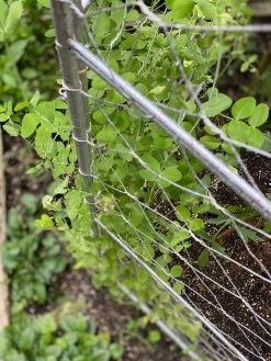 Chicken Wire Pea Trellis -Outdoor Garden Care Shop 8612718 7312