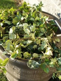 Round Rain Barrel With Planter, 35 Gallons 10 Round Rain Barrel With Planter, 35 Gallons -Outdoor Garden Care Shop 8612856WALNT 03V tif