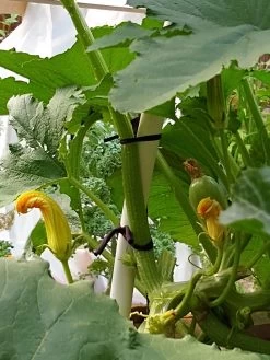 Farmyarn® Multipurpose Garden Tie, 2 Pack 15 Farmyarn® Multipurpose Garden Tie, 2 Pack -Outdoor Garden Care Shop 8612948 01v