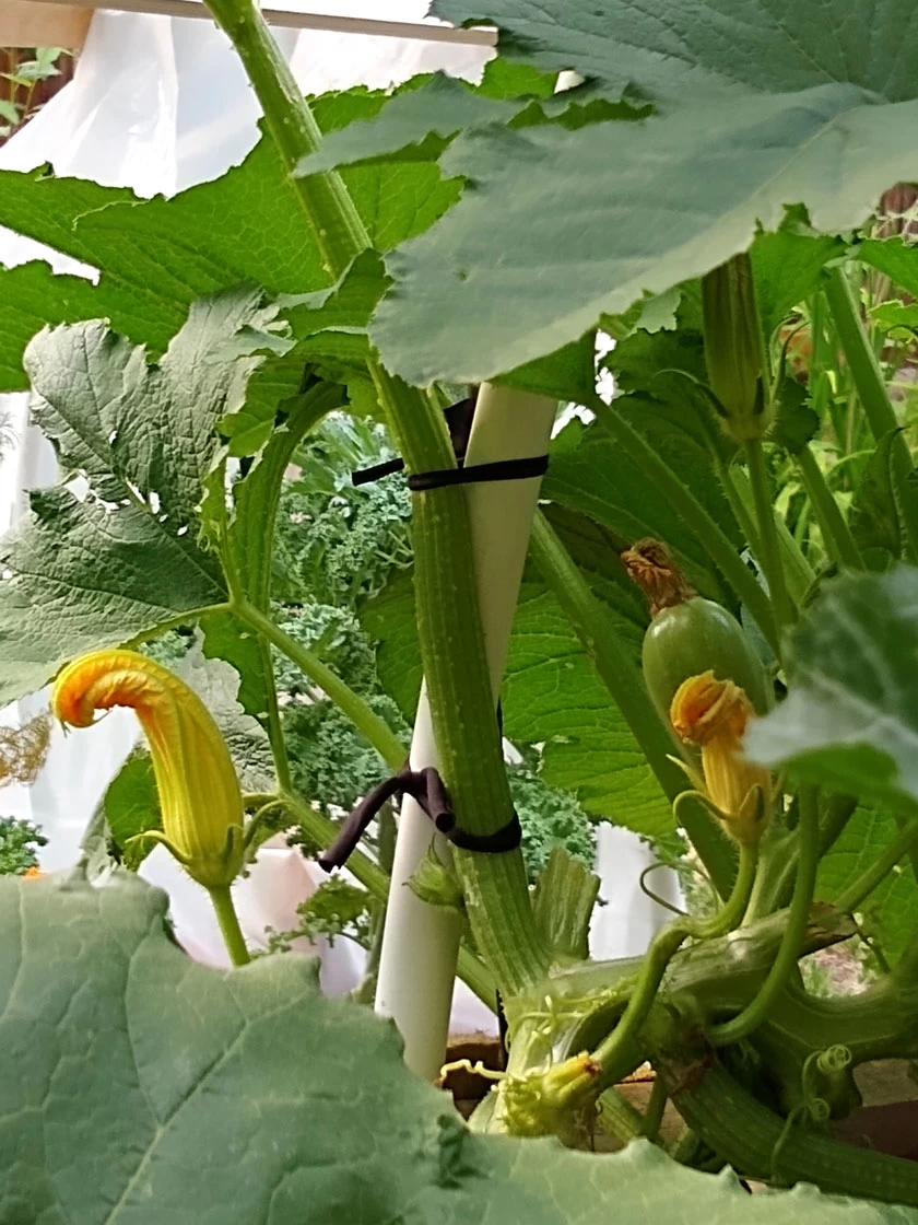 Farmyarn® Multipurpose Garden Tie, 2 Pack 8 Farmyarn® Multipurpose Garden Tie, 2 Pack - Image 8