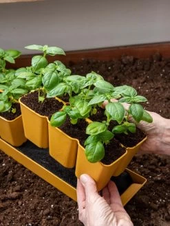 Gardener's Best® XL 6-Cell Planting Tray, Set Of 4 8 Gardener's Best® XL 6-Cell Planting Tray, Set Of 4 -Outdoor Garden Care Shop 8613031 6300