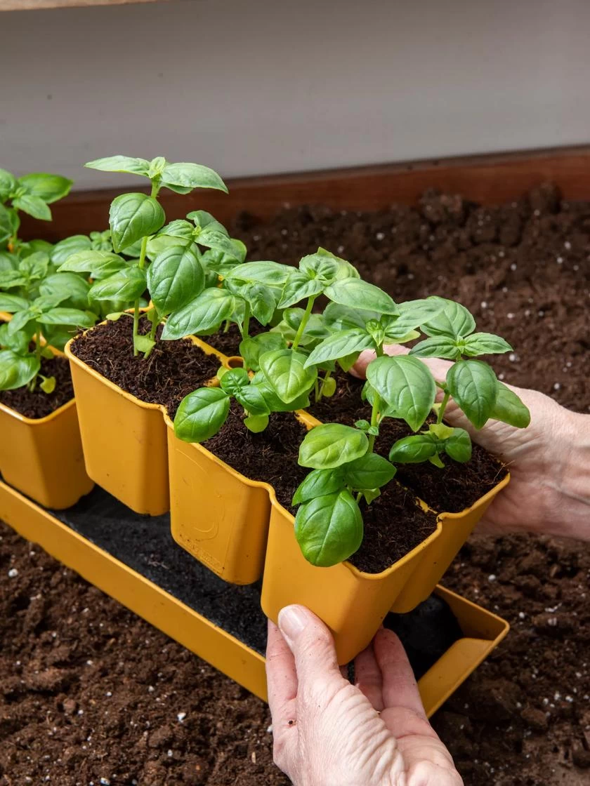 Gardener's Best® XL 6-Cell Planting Tray, Set Of 4 4 Gardener's Best® XL 6-Cell Planting Tray, Set Of 4 - Image 4