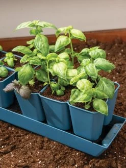 Gardener's Best® XL 6-Cell Planting Tray, Set Of 4 7 Gardener's Best® XL 6-Cell Planting Tray, Set Of 4 -Outdoor Garden Care Shop 8613031 6302