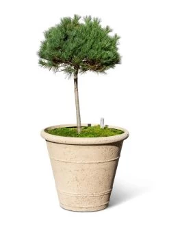 Self-Watering LavaStone® Anson Pot -Outdoor Garden Care Shop 8613256 0138