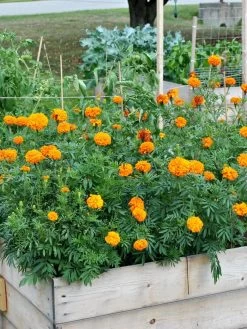 SeedSheets Organic Vegetable Garden, Easy Breezy Caprese, 4' X 8' -Outdoor Garden Care Shop 8613295 04V