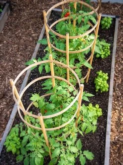 Bamboo Tomato Cages, Set Of 3 -Outdoor Garden Care Shop 8613426 6916