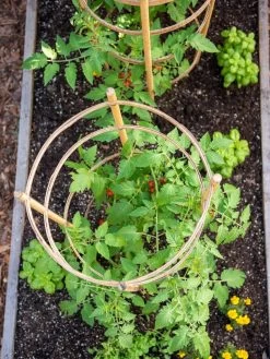 Bamboo Tomato Cages, Set Of 3 -Outdoor Garden Care Shop 8613426 6921
