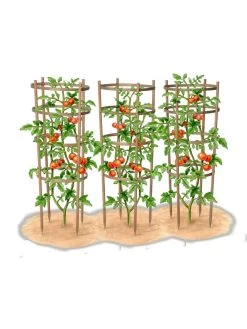 Bamboo Tomato Cages, Set Of 3 -Outdoor Garden Care Shop 8613426 art