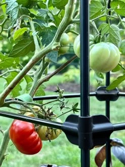 Oasis Self-Watering Tomato Planter With Trellis -Outdoor Garden Care Shop 8613440 01TEST