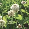 White Clover Seed, 1/2 Lb.
