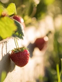 3-Tier Strawberry Bed -Outdoor Garden Care Shop Strawberry3 3167 tif