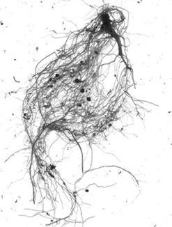 GrowLab® Compact Tabletop Light Garden With Classroom Guide -Outdoor Garden Care Shop gstrootscan 01