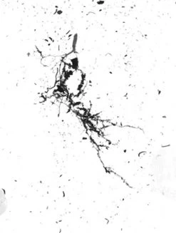 GrowLab® Compact 3-Tier Light Garden With Classroom Guide -Outdoor Garden Care Shop gstrootscan 02 1